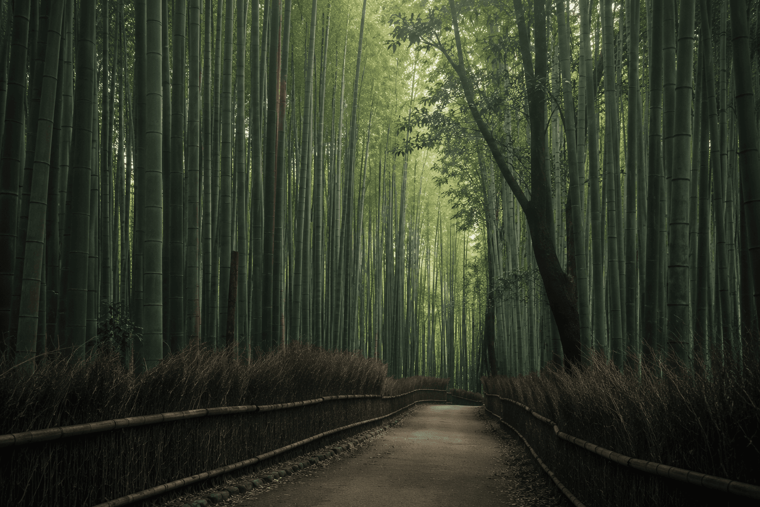 Arashiyama bamboo